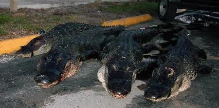 4 alligators from hell n blazes Florida